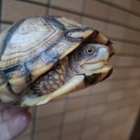 イエローガルフコーストハコガメ(甲長約12,5cm)多甲板