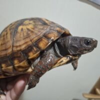 トウブハコガメ(甲長約14cm)メス