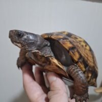 トウブハコガメ(甲長約14cm)メス