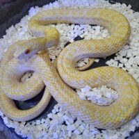 アルビノアオダイショウ(約80cm)オス