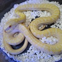 アルビノアオダイショウ(約80cm)オス