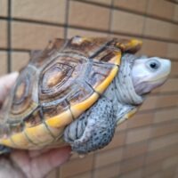 オルナータダイヤモンドバックテラピン(甲長約14,5cm)メス
