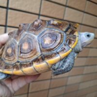 オルナータダイヤモンドバックテラピン(甲長約14,5cm)メス