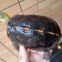 チュウゴクセマルハコガメ(甲長約12cm)オス