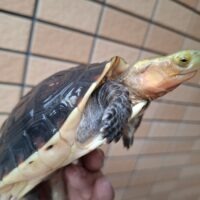 チュウゴクセマルハコガメ(甲長約12cm)オス