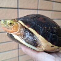 チュウゴクセマルハコガメ(甲長約15cm)メス