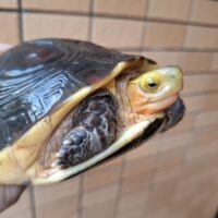 チュウゴクセマルハコガメ(甲長約15cm)メス