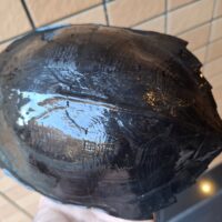 ホオジロクロガメ(甲長約14cm)オス