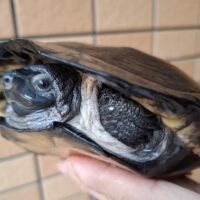 ホオジロクロガメ(甲長約14cm)オス