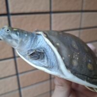 キタインドハコスッポン(甲長約11cm)