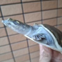 キタインドハコスッポン(甲長約11cm)