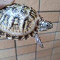 メキシコハコガメ(甲長約7cm)25CB TSDメス(WCF1)