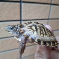 メキシコハコガメ(甲長約7cm)25CB TSDメス(WCF1)