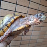 メキシコハコガメ(甲長約14,5cm)22CB オス(未成熟個体)WCF1