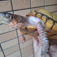 メキシコハコガメ(甲長約14,5cm)22CB オス(未成熟個体)WCF1