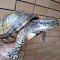 メキシコハコガメ（甲長約15cm）22CB メス（ＷＣＦ1）