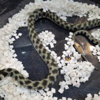 ミロスユウダ(オス40cm、メス60cm)ペア EUCB