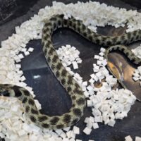 ミロスユウダ(オス40cm、メス60cm)ペア EUCB