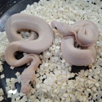 ボールパイソン(モハベレッサー)25CB オス