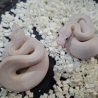 ボールパイソン(モハベレッサー)25CB オス