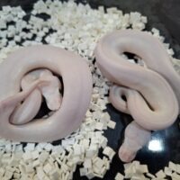 ボールパイソン(モハベレッサー)25CB メス