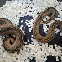 ボールパイソン(フリーウェイpossOD hetクラウン)25CB メス