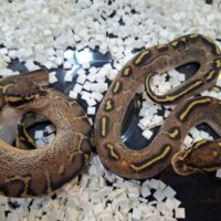 ボールパイソン(フリーウェイpossOD hetクラウン)25CB メス