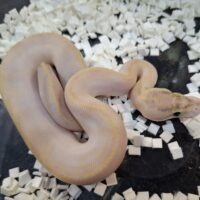 ボールパイソン(アイボリーpossOD hetクラウン)25CB メス