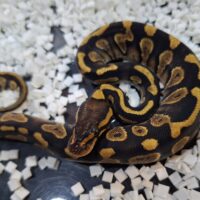 ボールパイソン(チョコレートイエローベリーhetクラウン)25CB メス