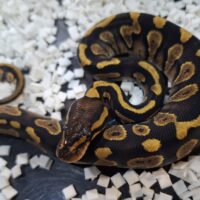ボールパイソン(チョコレートイエローベリーhetクラウン)25CB メス