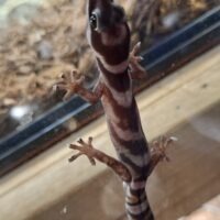 ハスオビビロードヤモリ(EUCB)