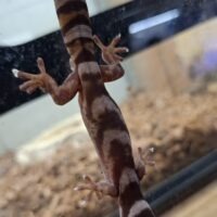 ハスオビビロードヤモリ(EUCB)