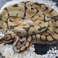 ボールパイソン(スパイダーミスティックhetクラウン)約300g オス