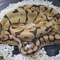 ボールパイソン(スパイダーミスティックhetクラウン)約300g オス