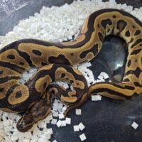 ボールパイソン（レオパードイエローベリー66％hetクラウン）約250g オス