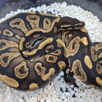 ボールパイソン(ファントムイエローベリー)約400g メス