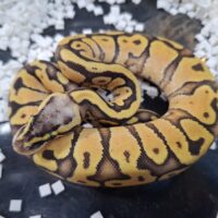 ボールパイソン(スーパーパステルイエローベリー)25CB メス