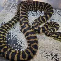 ピュアジャングルカーペットパイソン(約120cm) EUCB オス