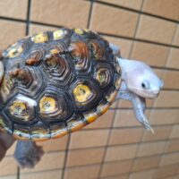 オルナータダイヤモンドバックテラピン（ピンクヘッド）甲長約12cm オス（多甲板）