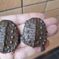 ギザミネヘビクビガメ（25CB）