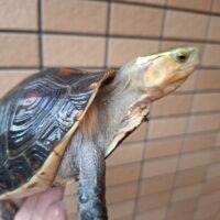 チュウゴクセマルハコガメ（甲長約13cm）メス