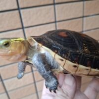 チュウゴクセマルハコガメ（甲長約13cm）メス