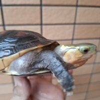 チュウゴクセマルハコガメ（甲長約13cm）オス