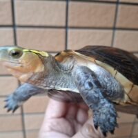 チュウゴクセマルハコガメ（甲長約13cm）オス