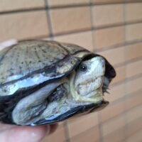 トウブドロガメ（甲長約11cm）WC メス