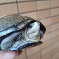 トウブドロガメ（甲長約11cm）WC メス