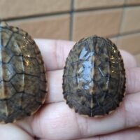 サルヴィンオオニオイガメ（25CB）