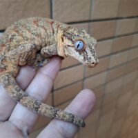 ガーゴイルゲッコー（アダルト）オス
