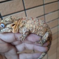 ガーゴイルゲッコー（アダルト）オス