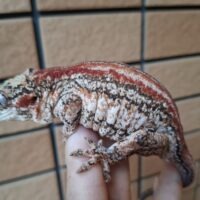 ガーゴイルゲッコー（レッドストライプ）アダルト オス